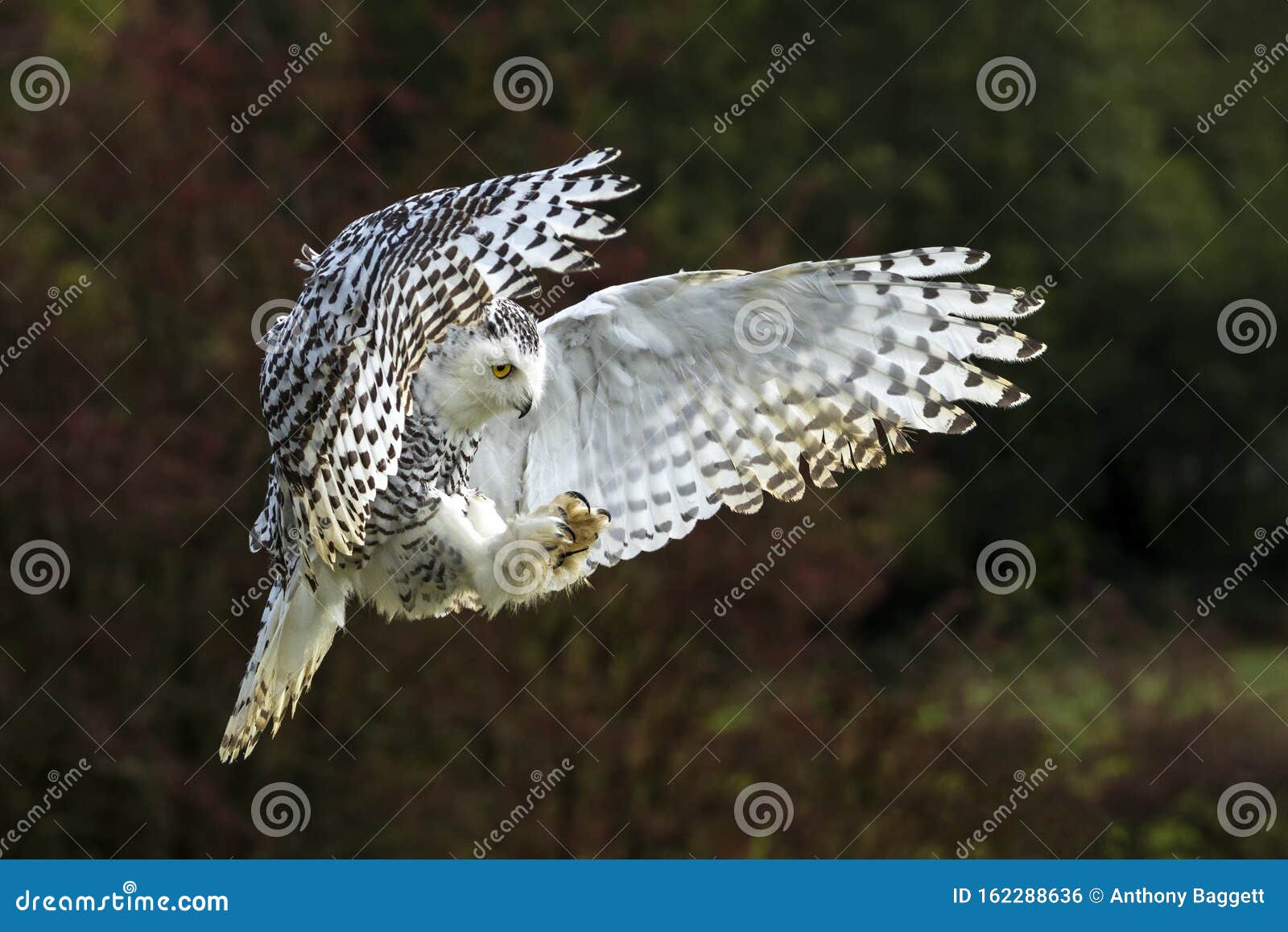 snowy owl in flight