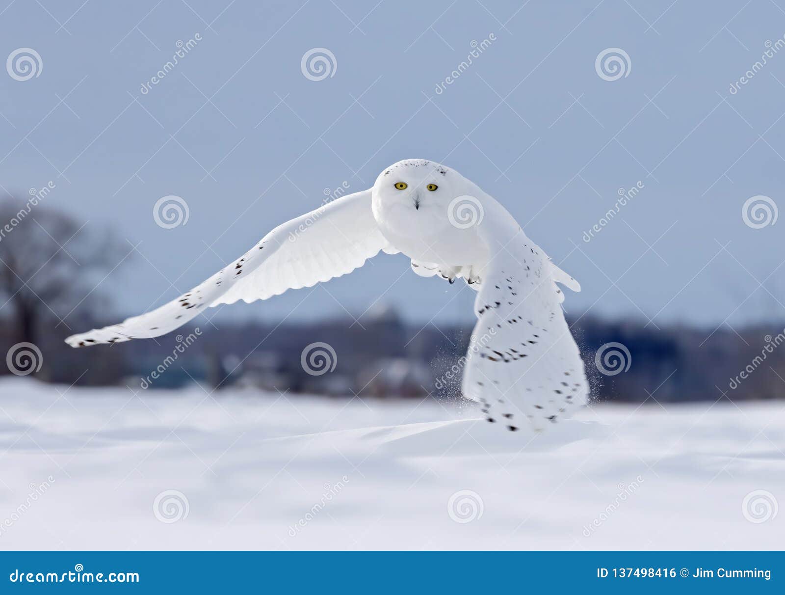 Snowy Owls Hunting