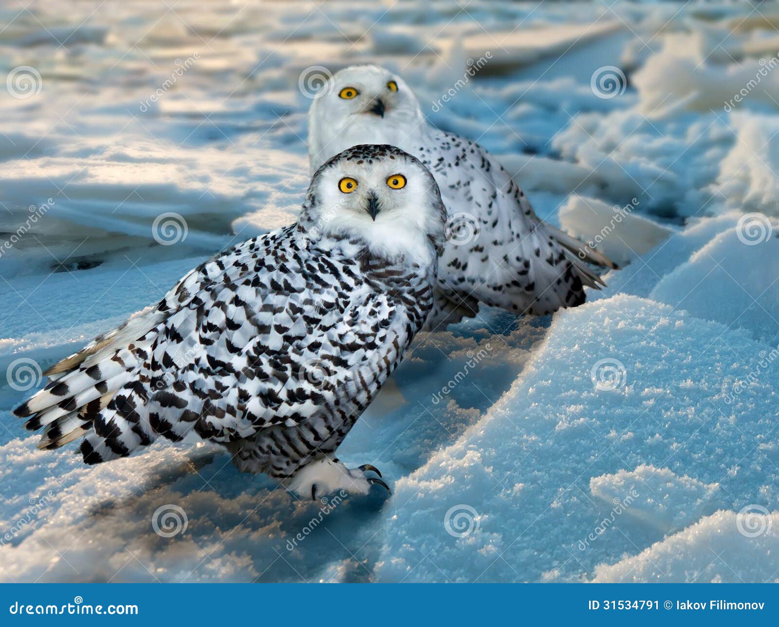 owls on the eastern ice owls on the eastern ice