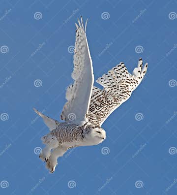 Snowy Owl stock image. Image of owls, birds, bird, lovely - 30340243