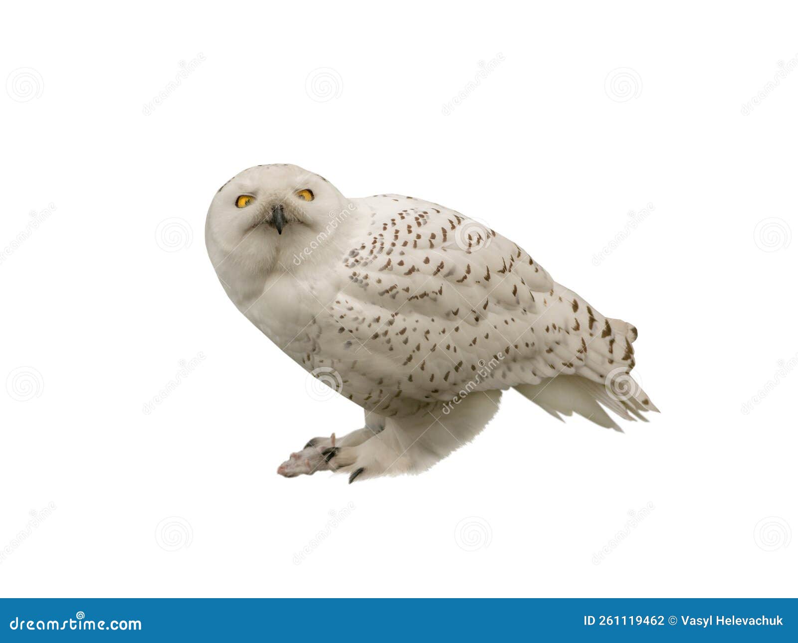 Snowy Owl with Prey in Paws Isolated on White Background Stock Photo Snowy Owl with Prey in Paws Isolated on White Background Stock Photo