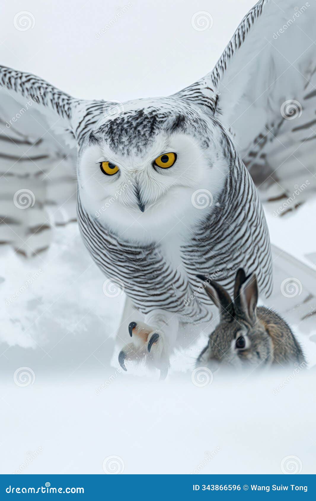 Owl Swooping Down Stock Photos - Free & Royalty-Free Stock Owl Swooping Down Stock Photos - Free & Royalty-Free Stock