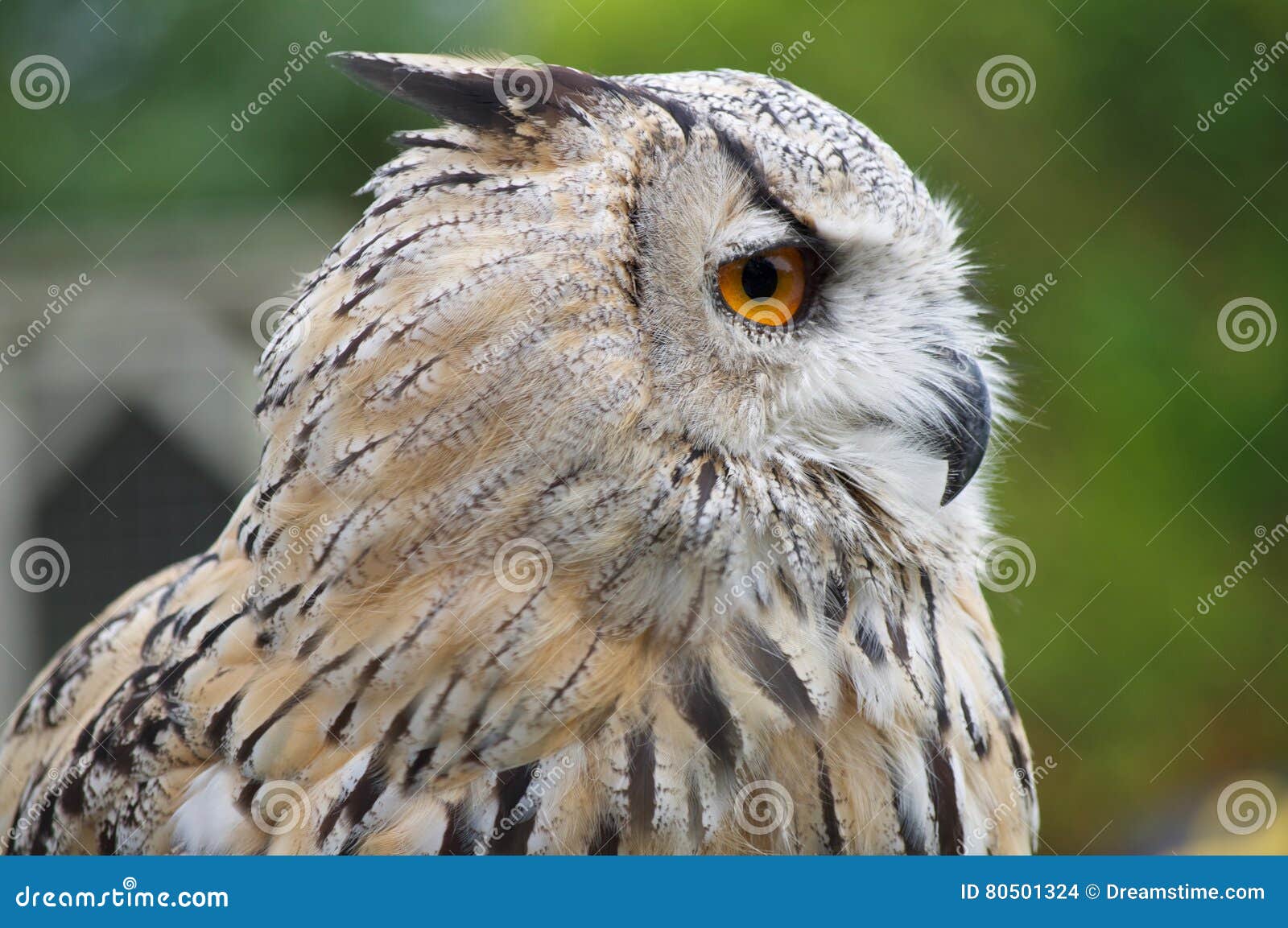 Snowy Owl stock photo. Image of outside, angles, beak - 80501324