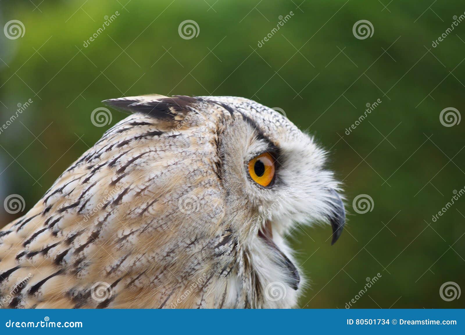 Snowy Owl stock photo. Image of poses, shots, prey, bird - 80501734
