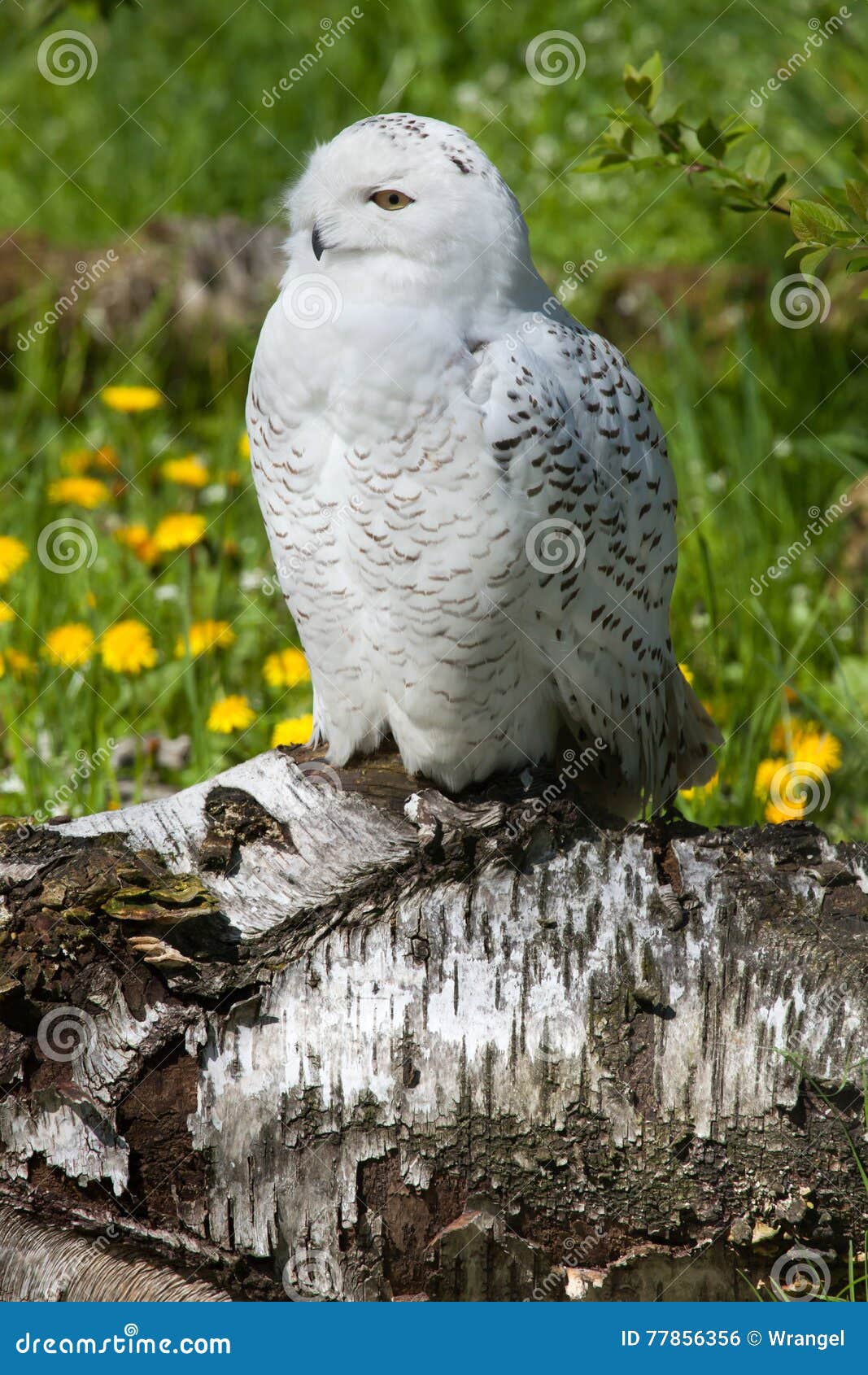 snowy owl (bubo scandiacus).