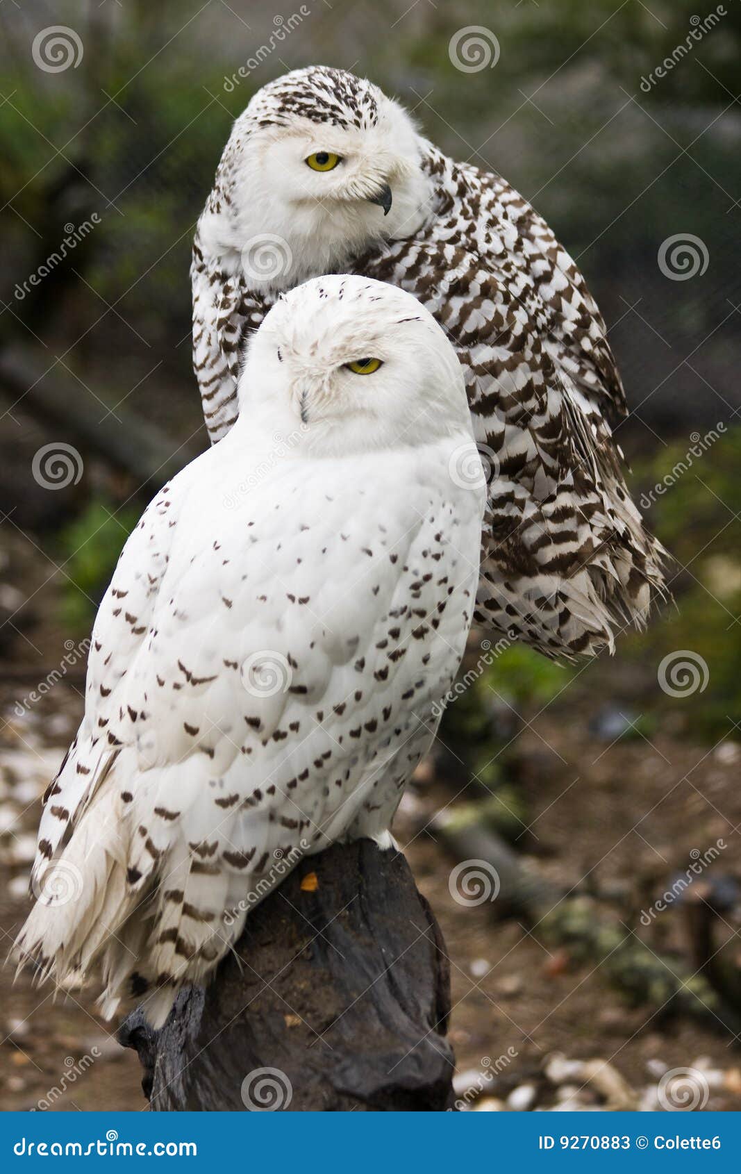 snowy owls