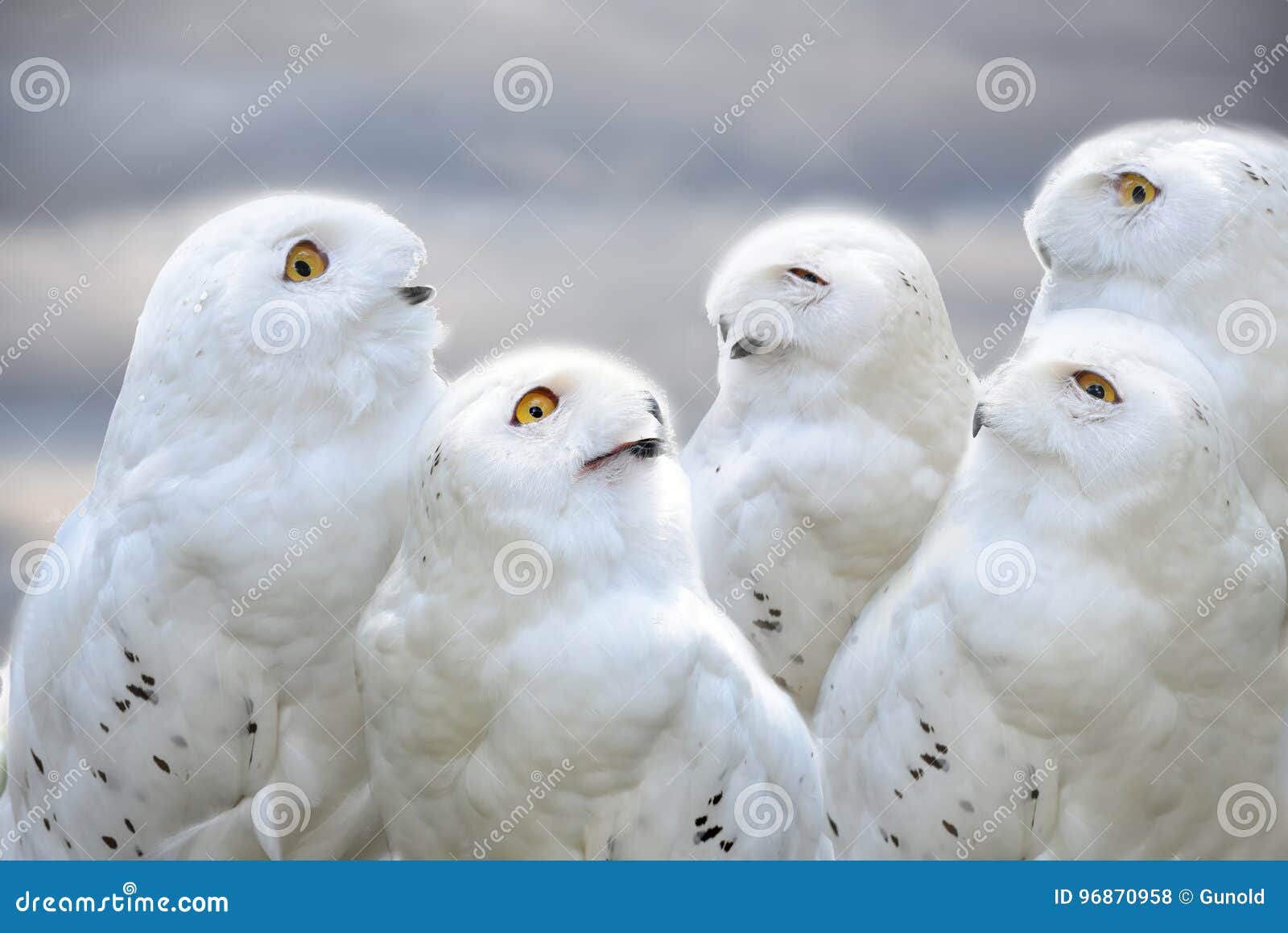 snowy owls