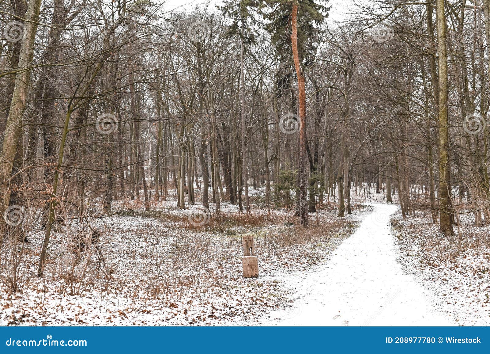 Snowy Pathway with Bare Trees in a Forest during Winter Stock Photo ...