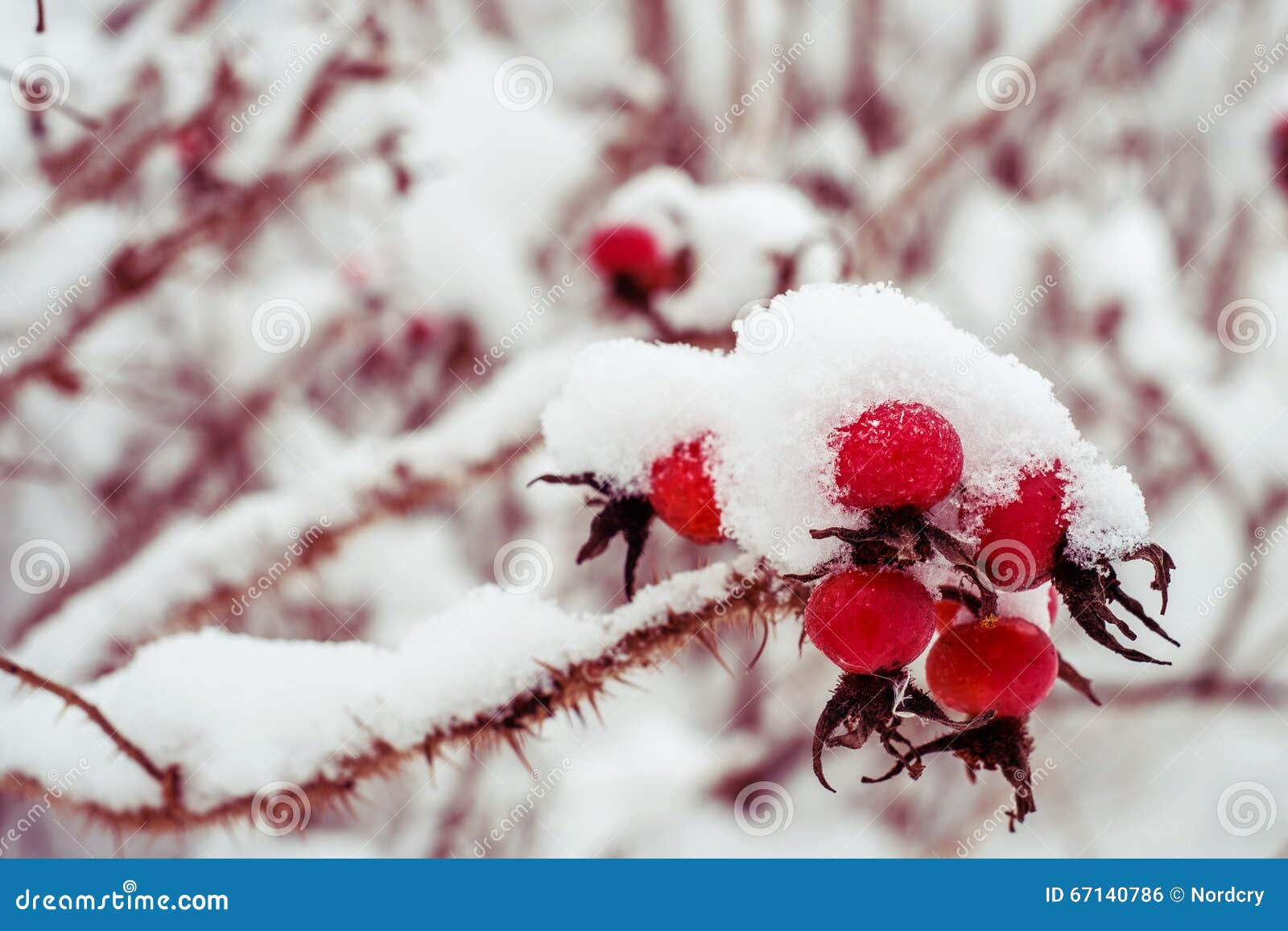 Snowy Red Berries of Wild Rose Bush Stock Photo Image of winter, frost 67140786