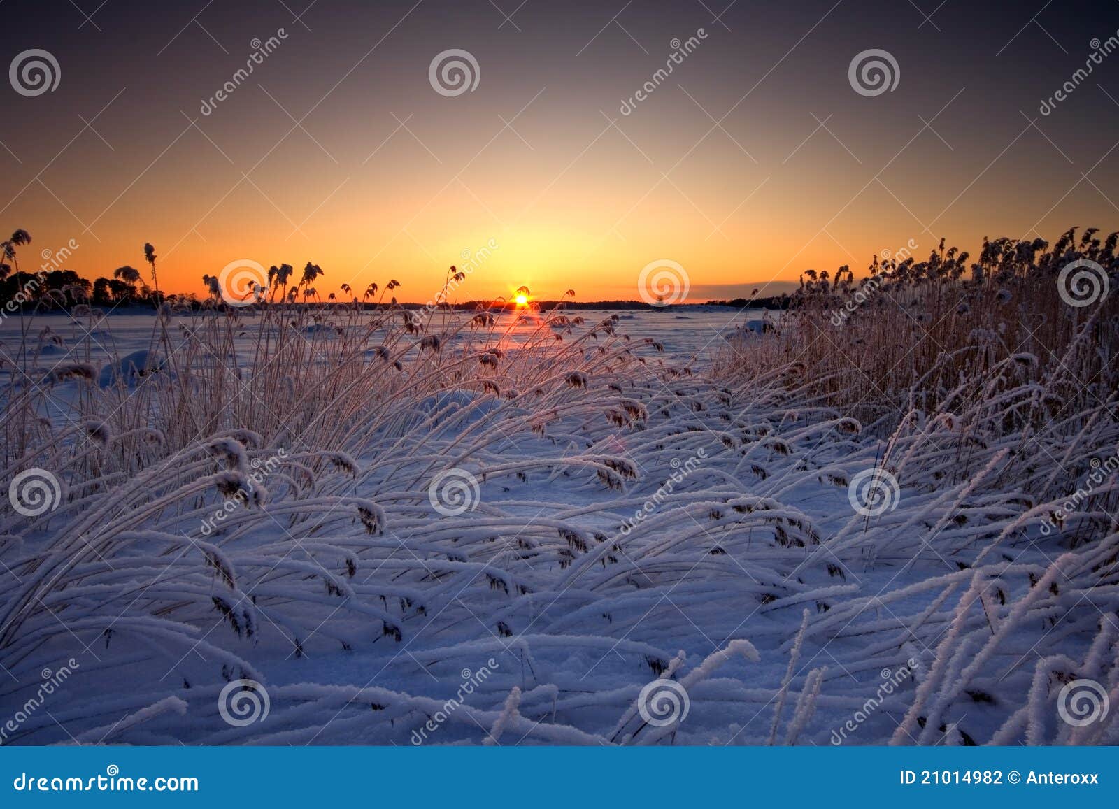 Snowy reeds stock photo. Image of snow, freezing, freeze 21014982