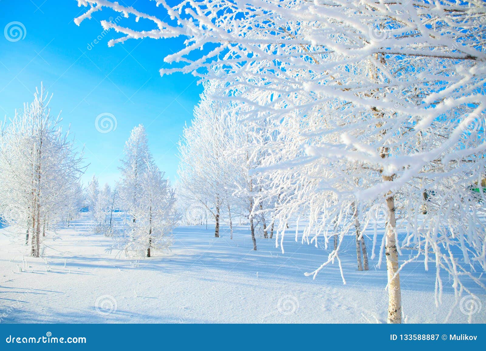 hjemme morder Kom forbi for at vide det Snowy Tree in Park. Winter Nature. Beautiful White Winter. Stock Image -  Image of snowflake, season: 133588887