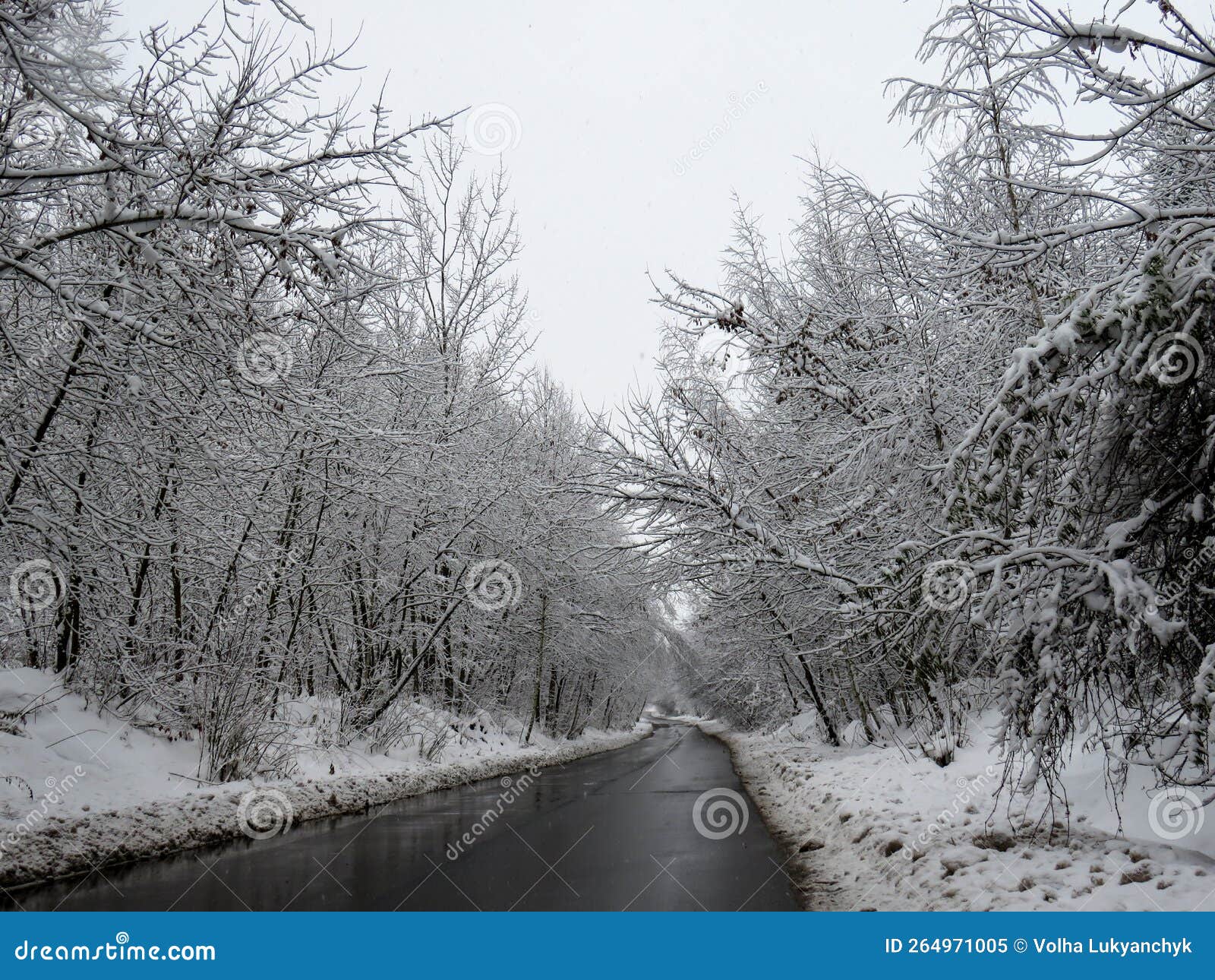 Snowy Tree. Winter 20222023 in Belarus Stock Image Image of cover
