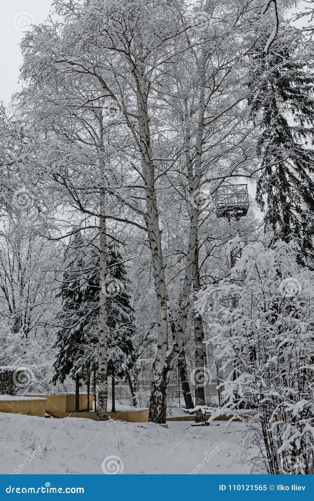snowy trees in winter late afternoon, bankia sofia