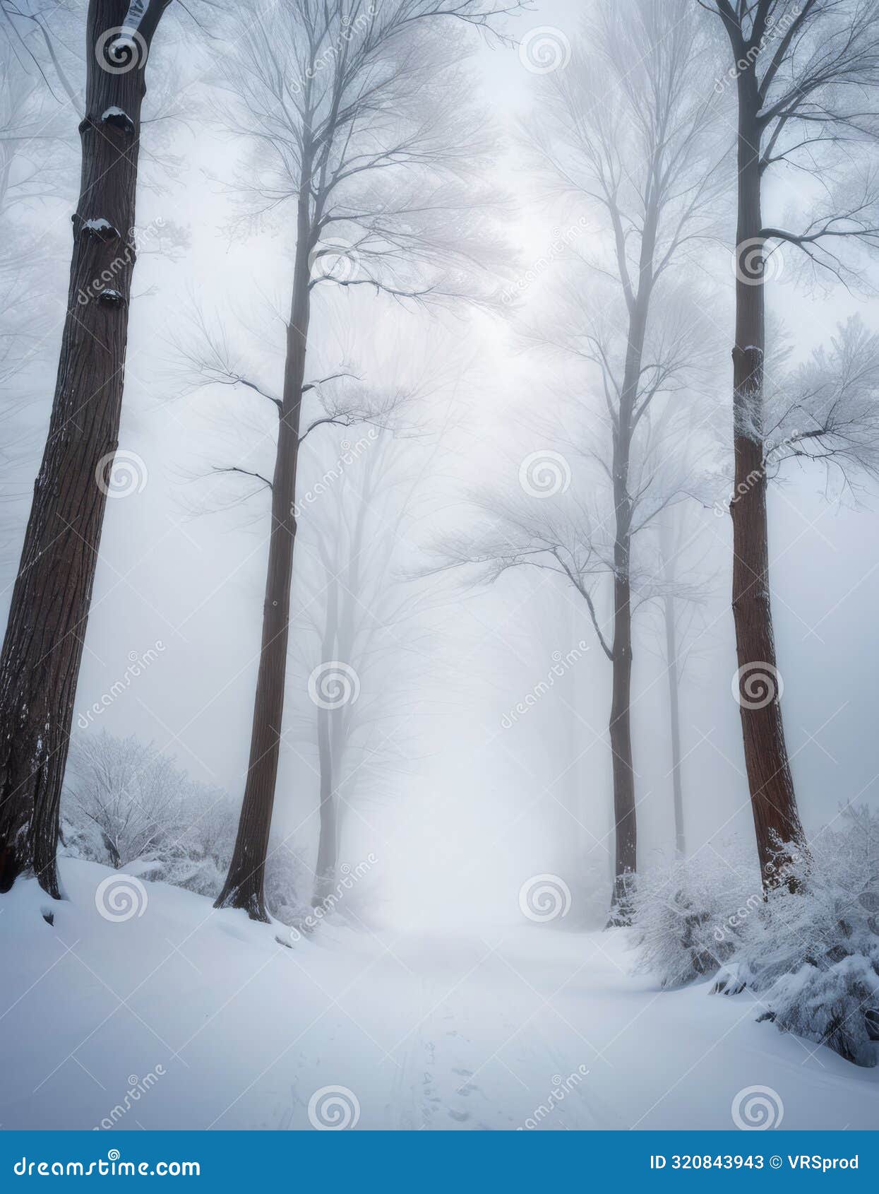 snowy winter forest path