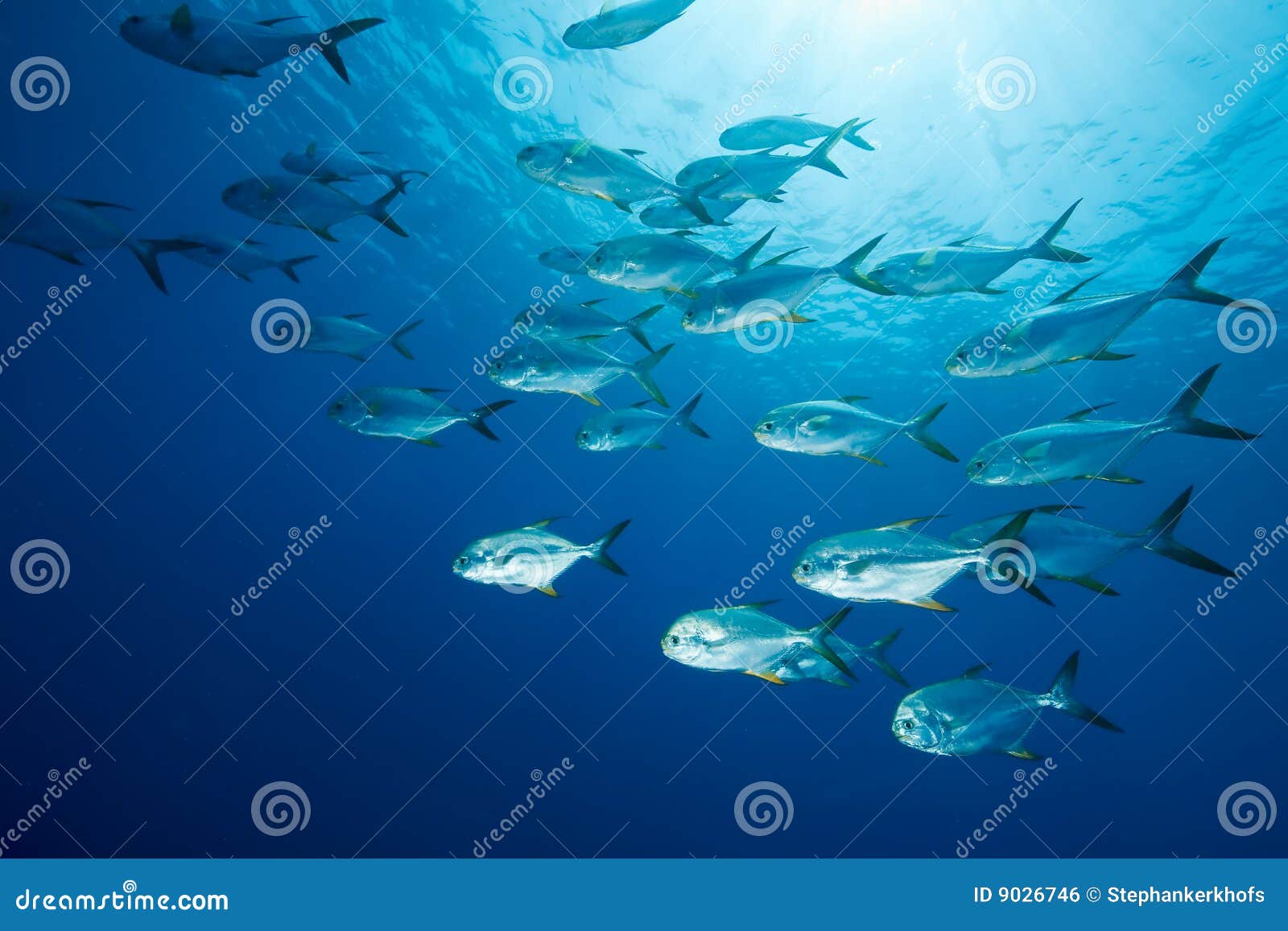 Snubnose pompano stock photo. Image of coral, recreation 9026746