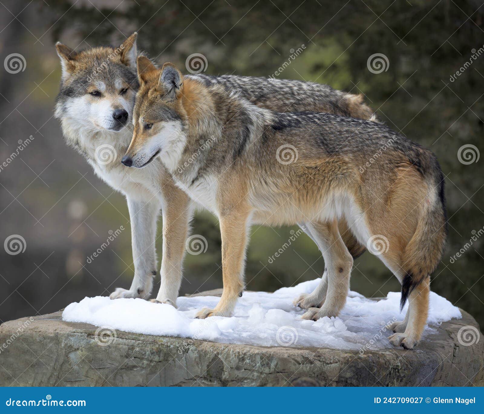 Snuggling Mexican Gray Wolves in Winter Stock Image - Image of outside ...