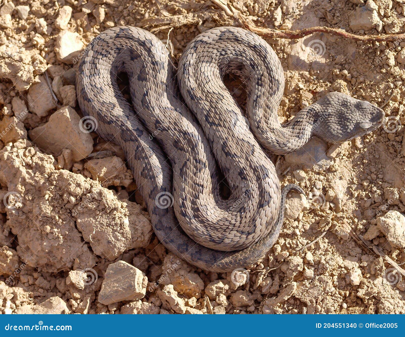 Viper Snake Vipera Latastei Photos Free Royalty Free Stock Photos From Dreamstime