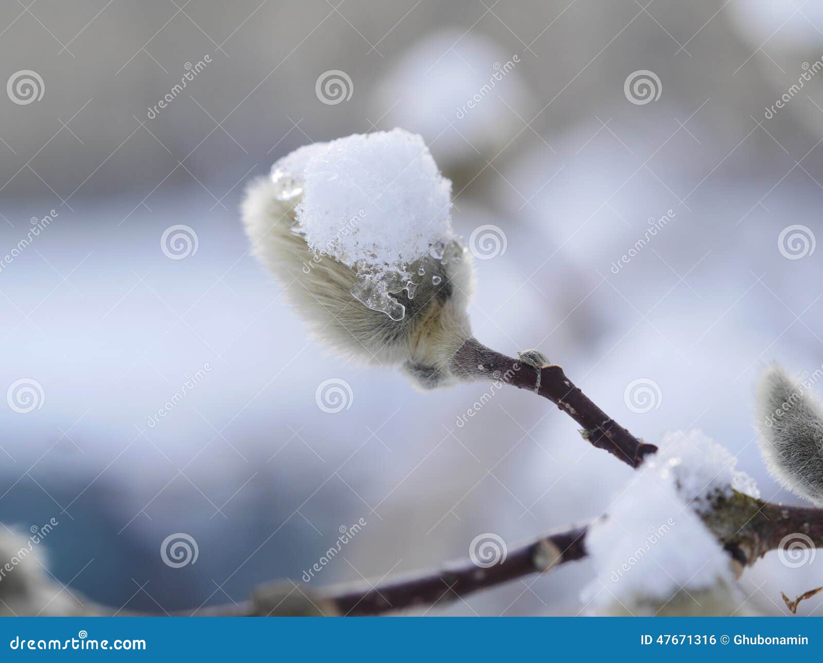 Snöig morgon för pussypil. Några snöig pussypilar i morgonen