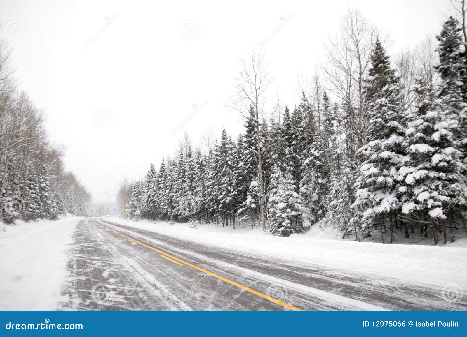 Snöig väg. Alla längs för full snöig tress vägsnow för gran