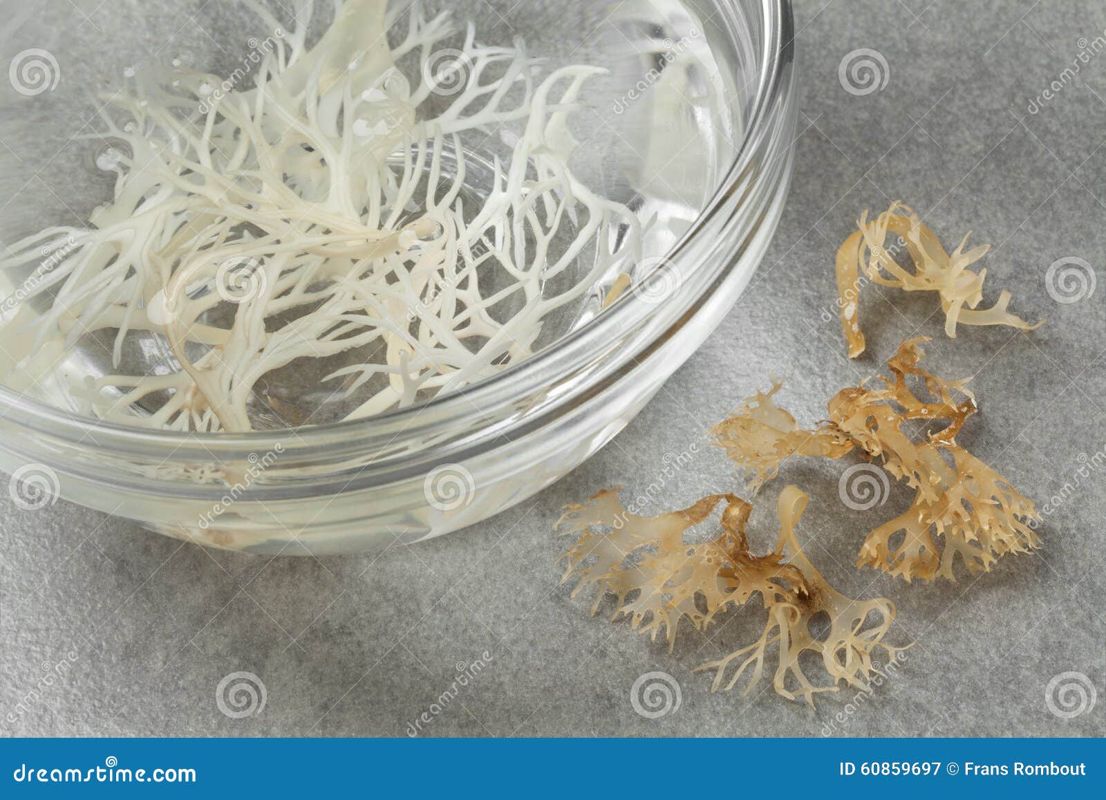 Irish Moss Seaweed And Barnacles Cling To A Rock Stock Photo