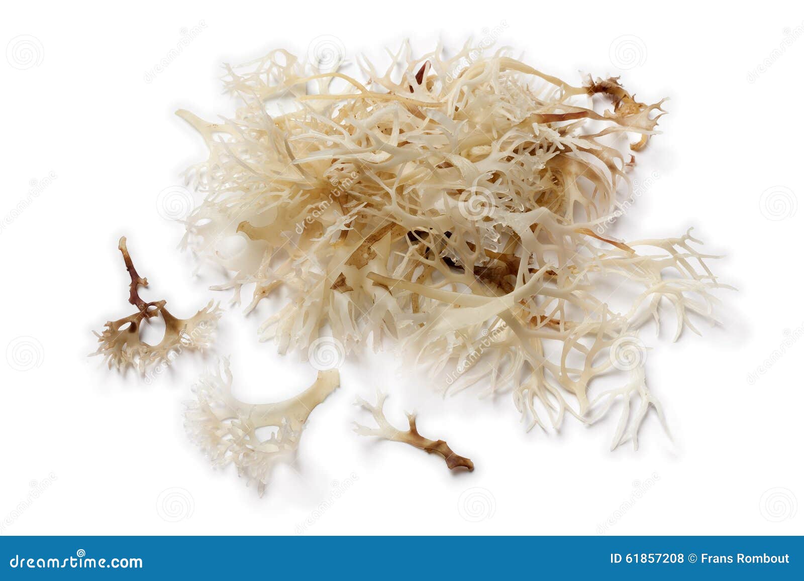 Irish Moss Seaweed And Barnacles Cling To A Rock Stock Photo