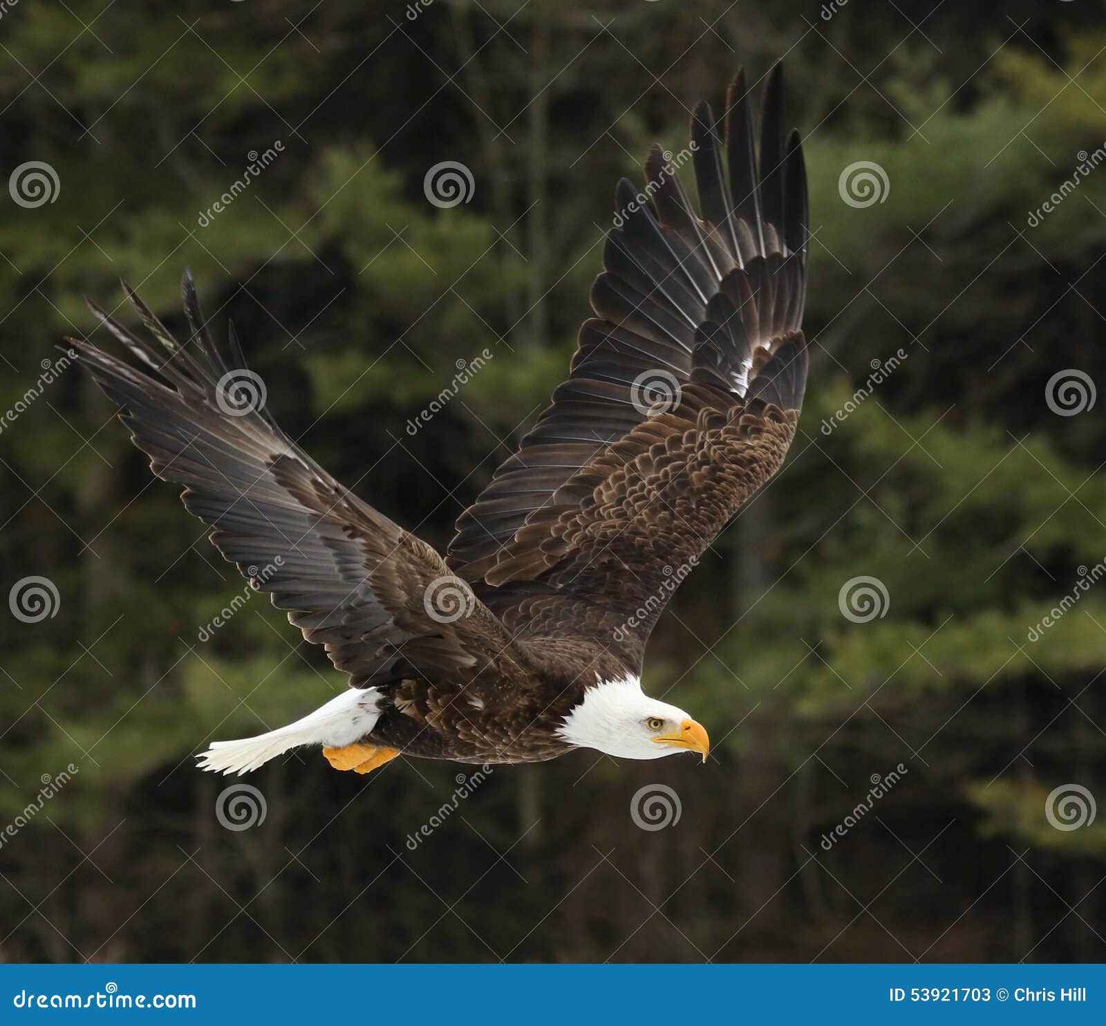 soaring bald eagle