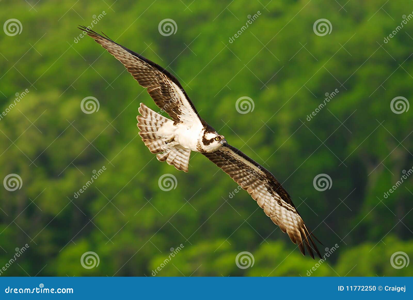 Soaring Osprey. An Osprey soars searching for prey.