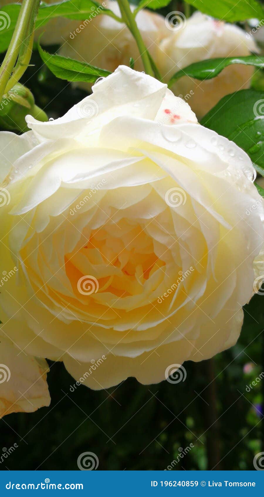 Sobe-se a Flor De Rosa Em Inglês Perto Depois Da Chuva. Imagem de Stock -  Imagem de chuva, jardinar: 196240859