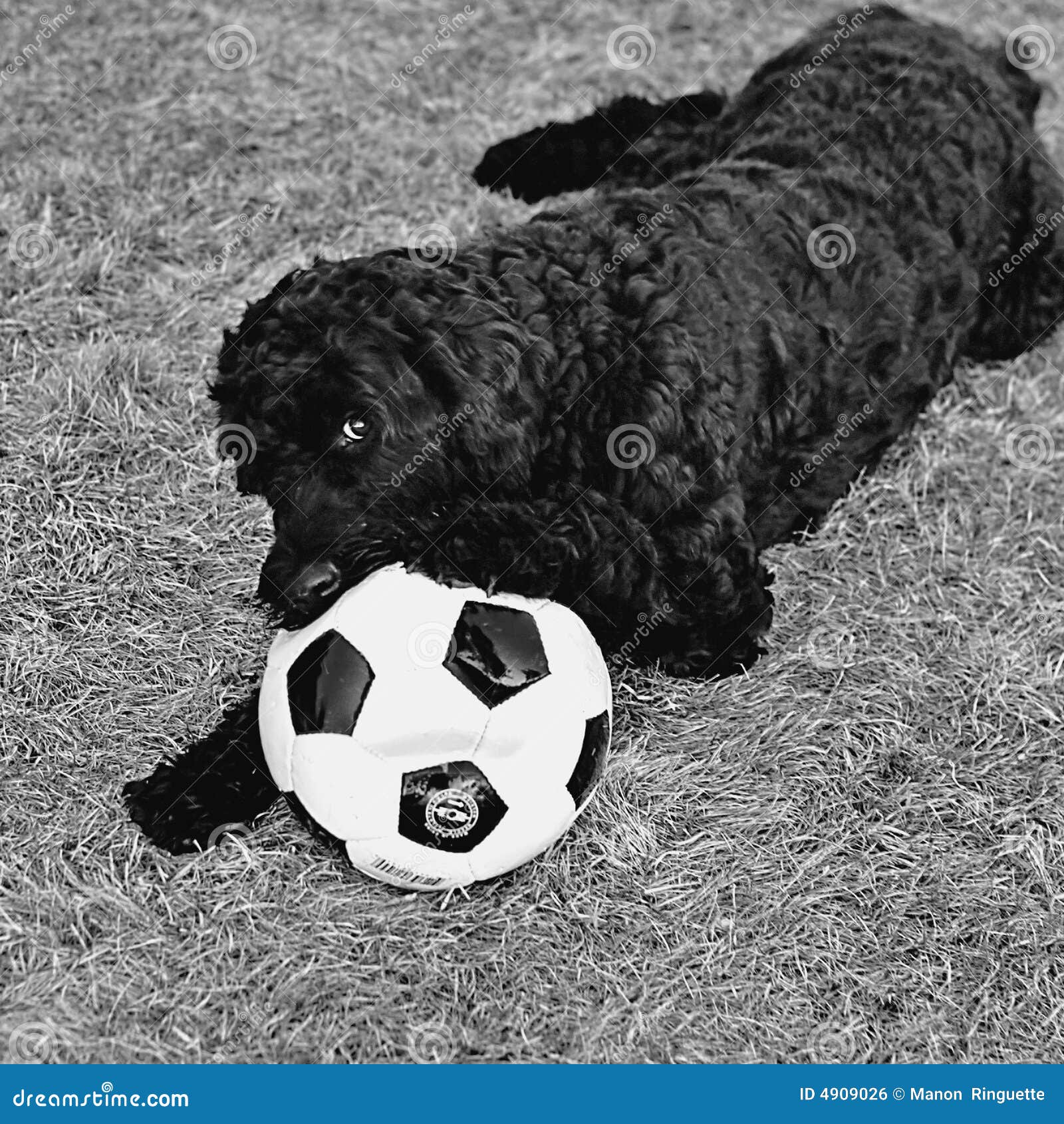 Soccer Hoodlum stock photo. Image of soccer, ball, black 4909026