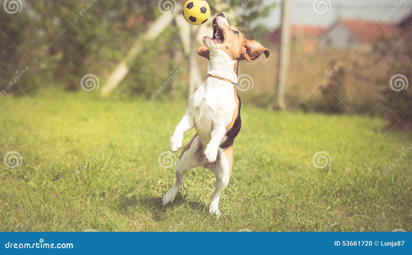 Soccer player Beagle dog stock photo. Image of jump, activity 53661720