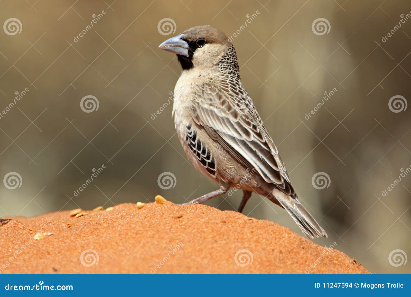 The Sociable Weaver Philetairus Socius, Also Known As The Common Social