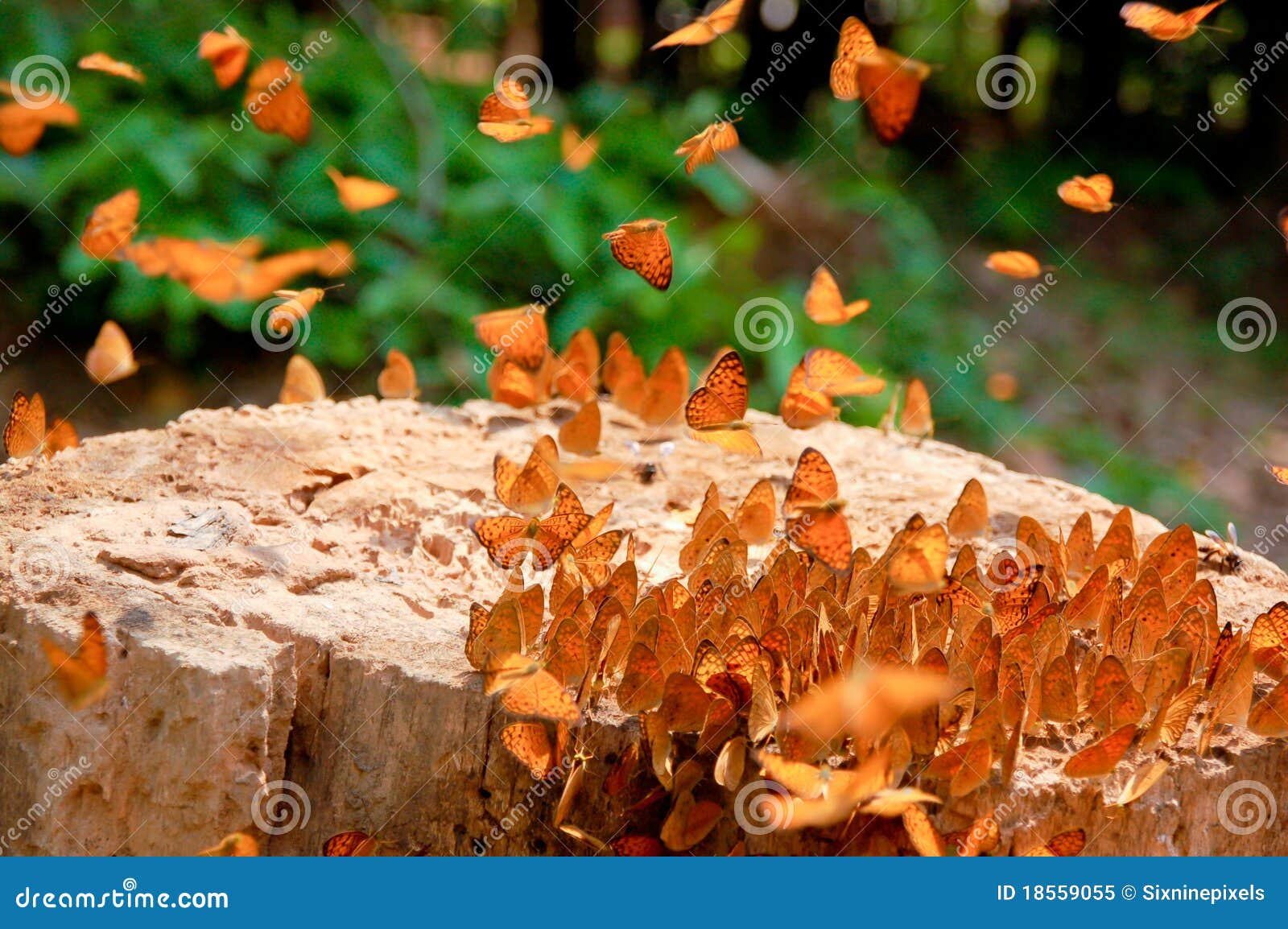 Social of butterfly stock image. Image of insect, animal 18559055