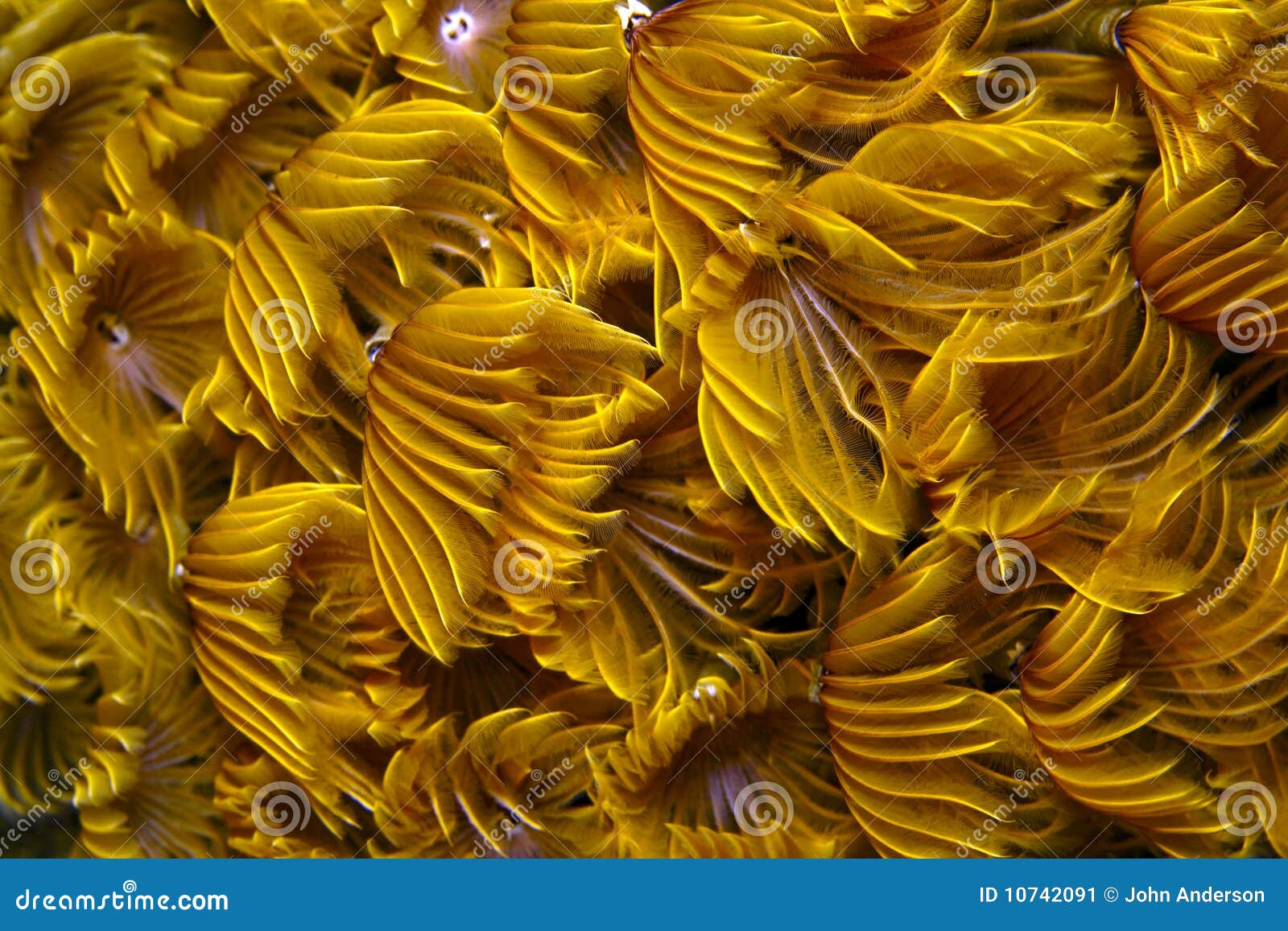 Social feather duster stock image. Image of feather, duster 10742091