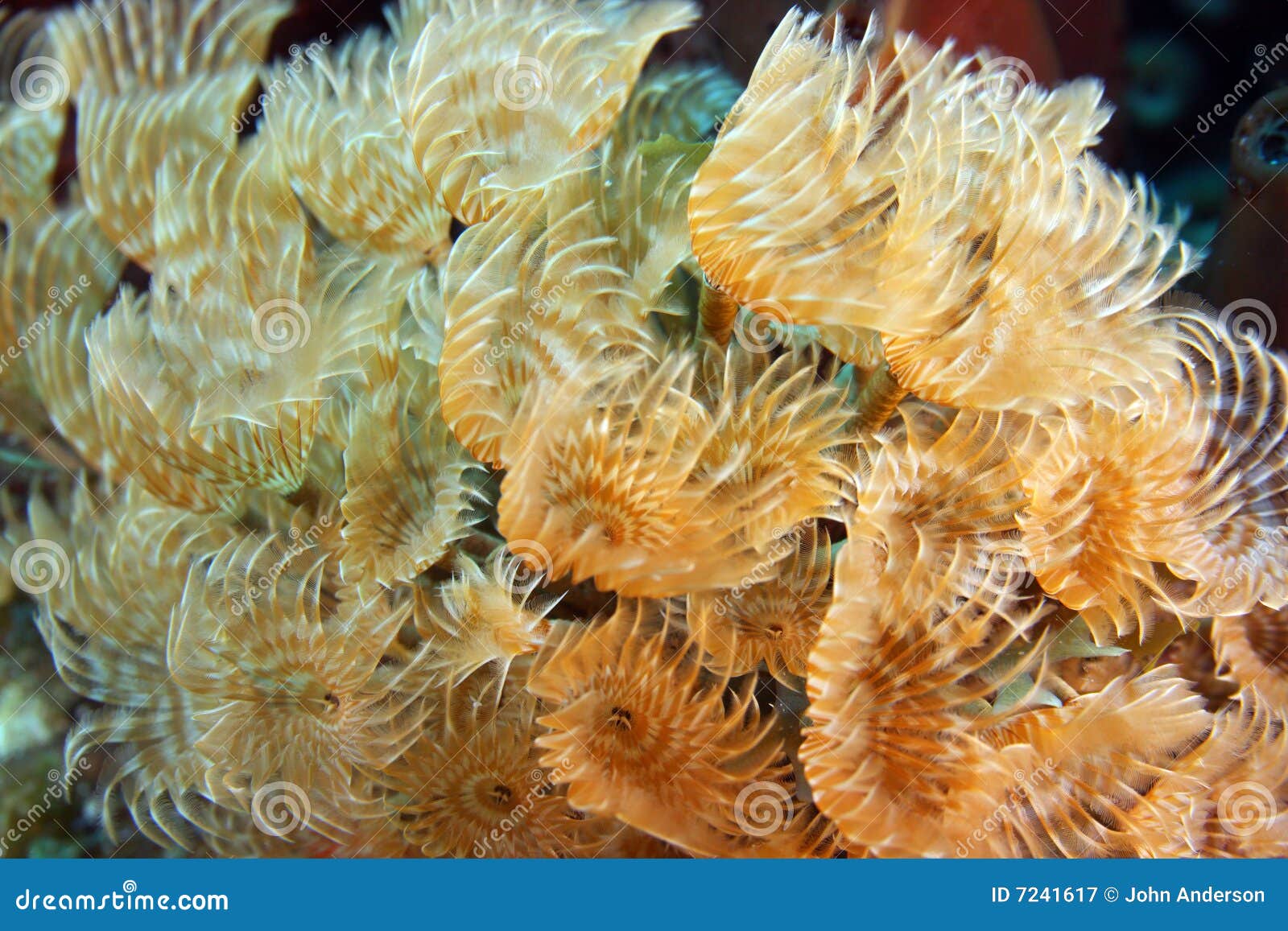 Social Feather Duster(Bispira Brunnea) Stock Image Image of life