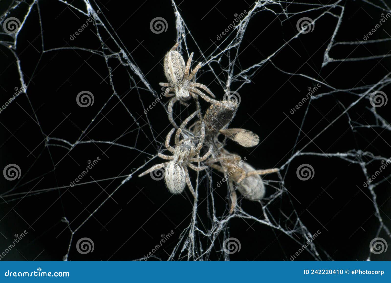 Social Spiders, Stegodyphus Lineatus with Bug Prey, Satara Stock Photo