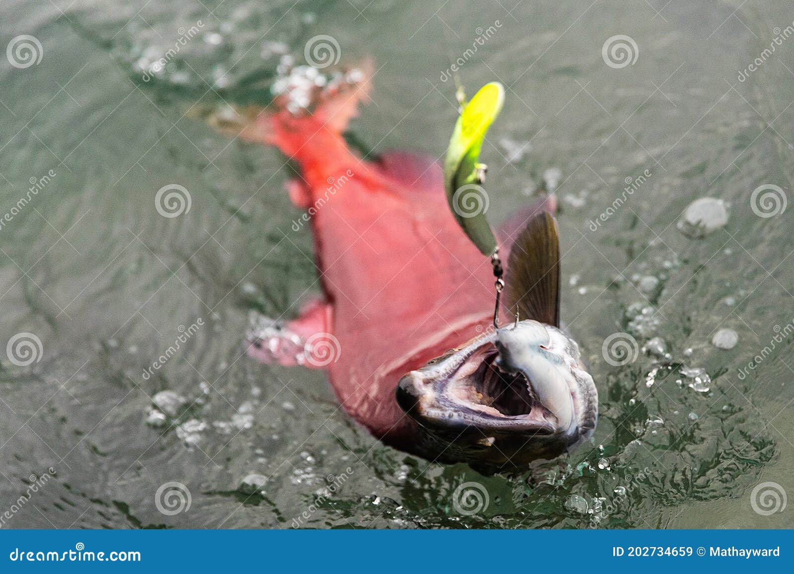Sockeye Salmon Hooked on a Fishing Lure in River Stock Image