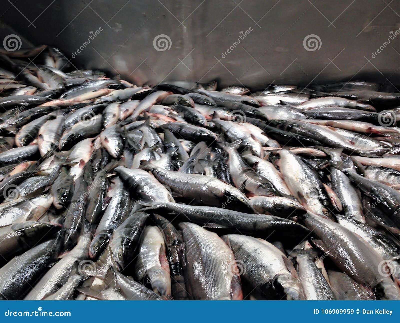 sockeye salmon processing in alaska
