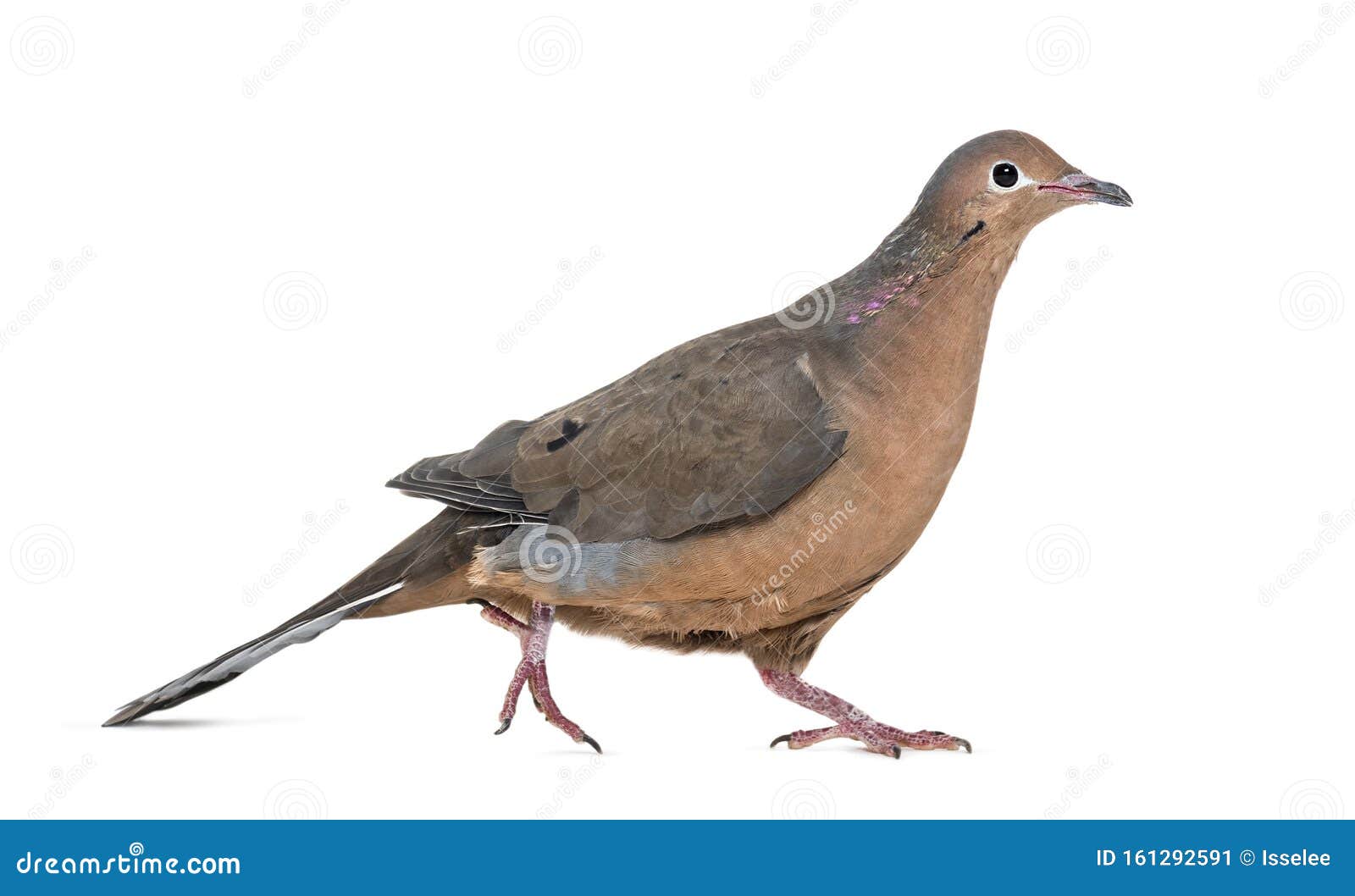socorro dove, zenaida graysoni, is a dove walking