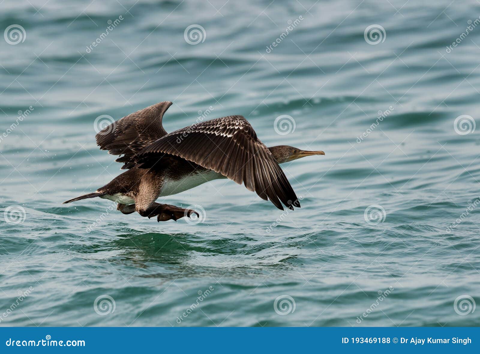 socotra cormorant uplifting to fly