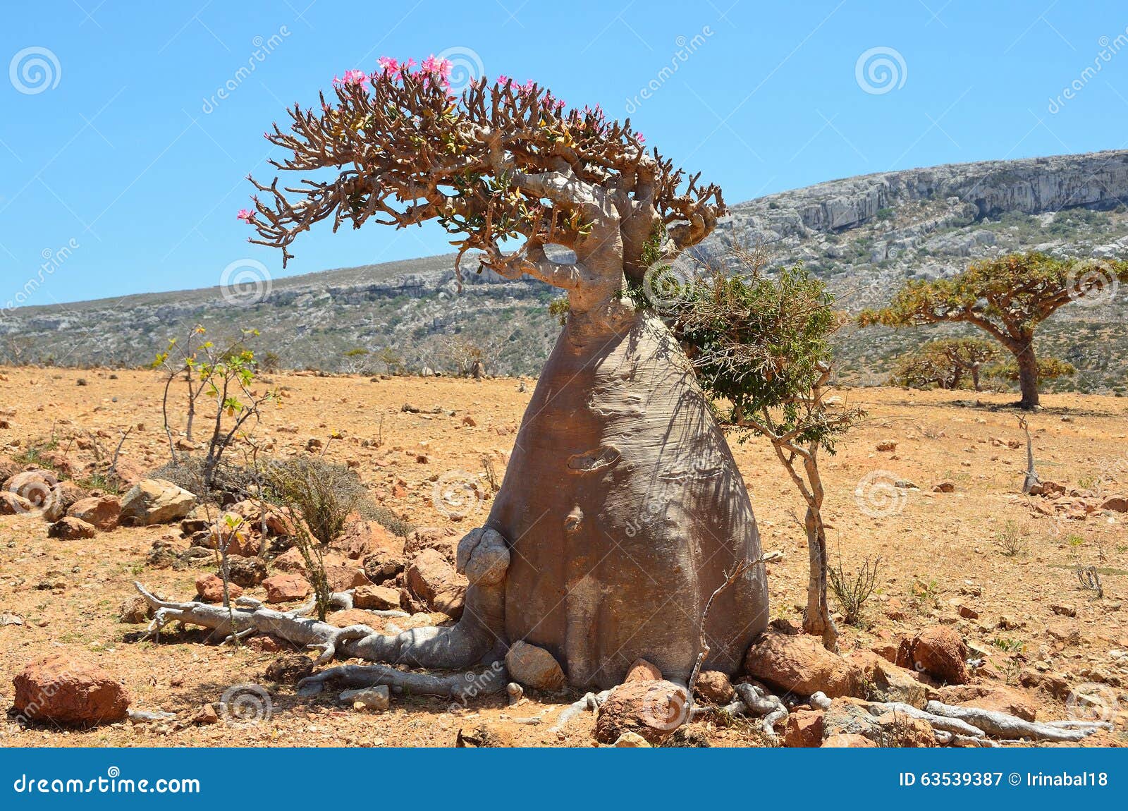 socotra yemen bottle trees desert rose adenium obesum homhil plateau 63539387