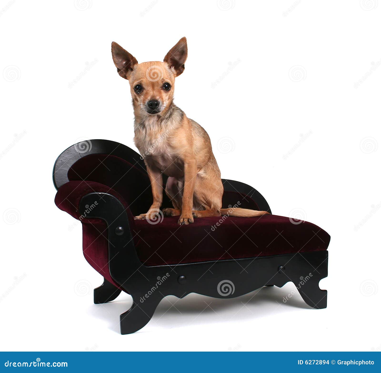 Sofa dog stock photo. Image of puppy, baby, chihuahua 6272894
