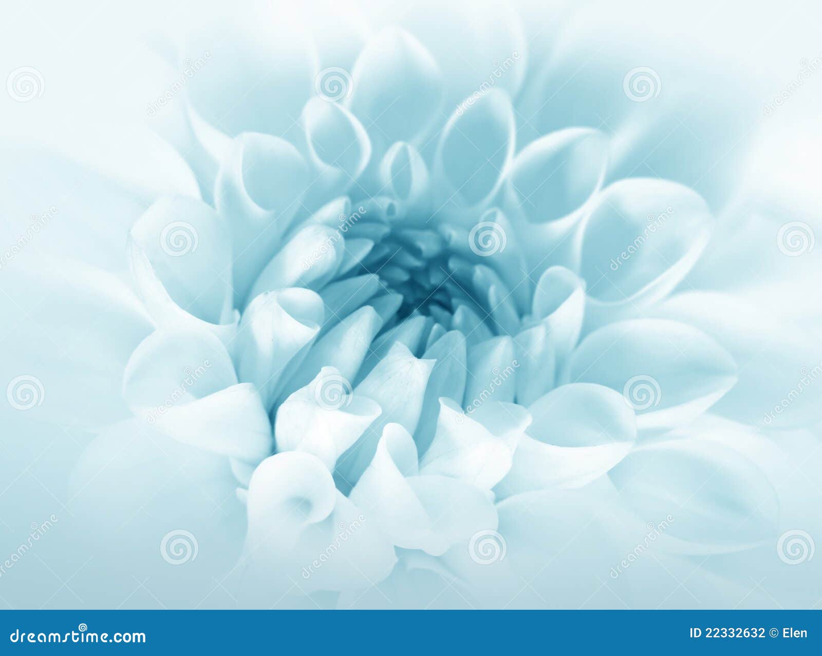 420+ Blue Flower HD Wallpapers and Backgrounds
