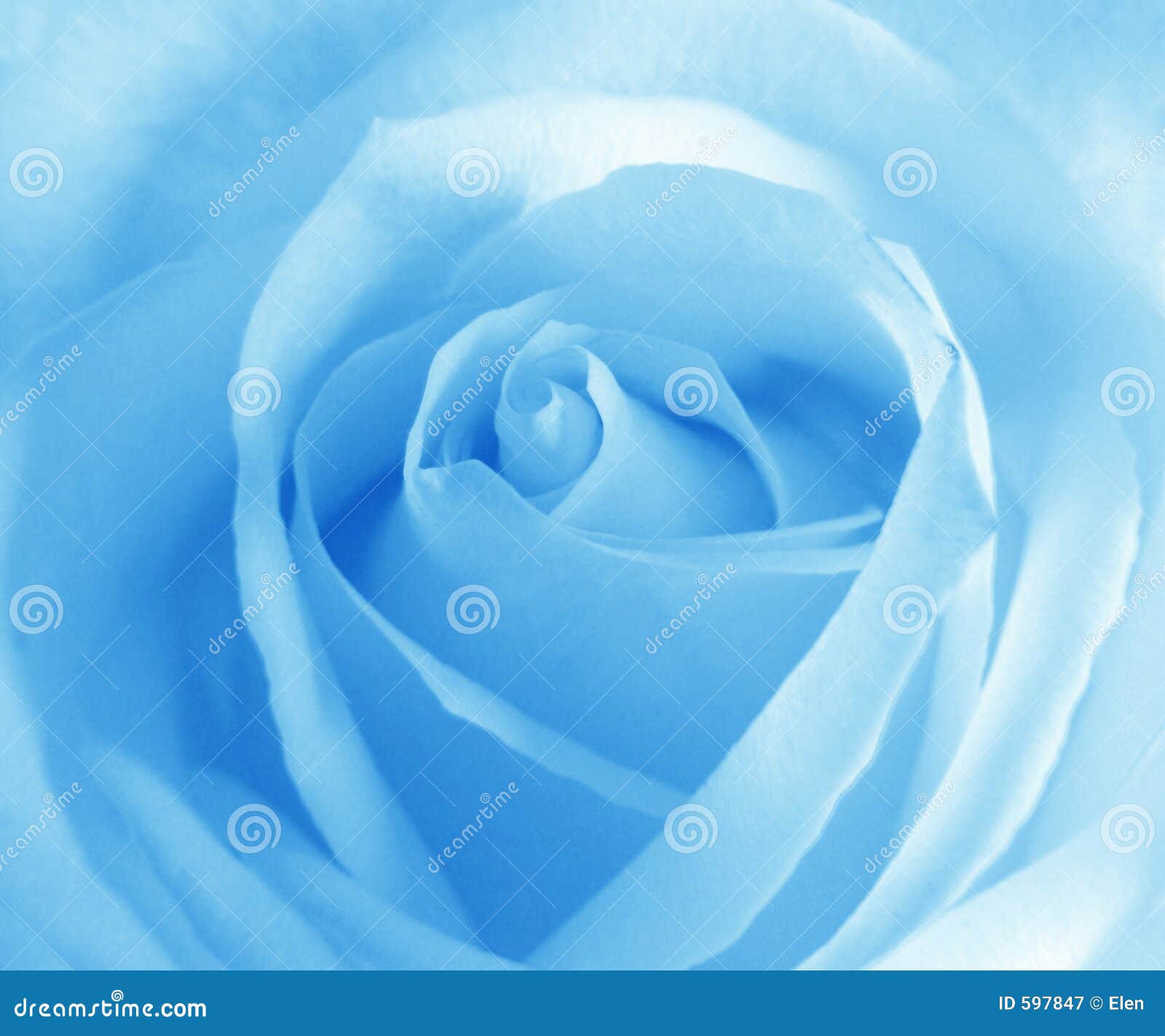Soft blue rose stock image. Image of flora, color, blue 597847