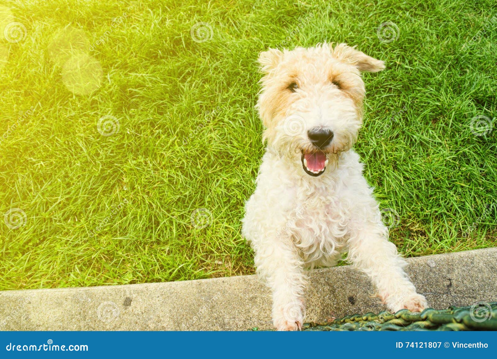 Soft Coated Wheaten Terrier Dog Breed Information