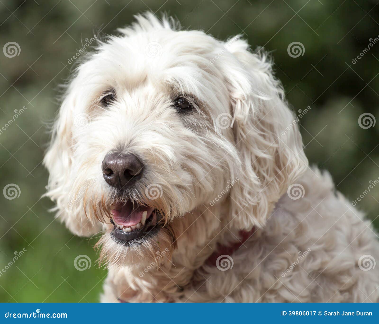 Soft Coated Wheaten Terrier Looking Away Stock Image Image of
