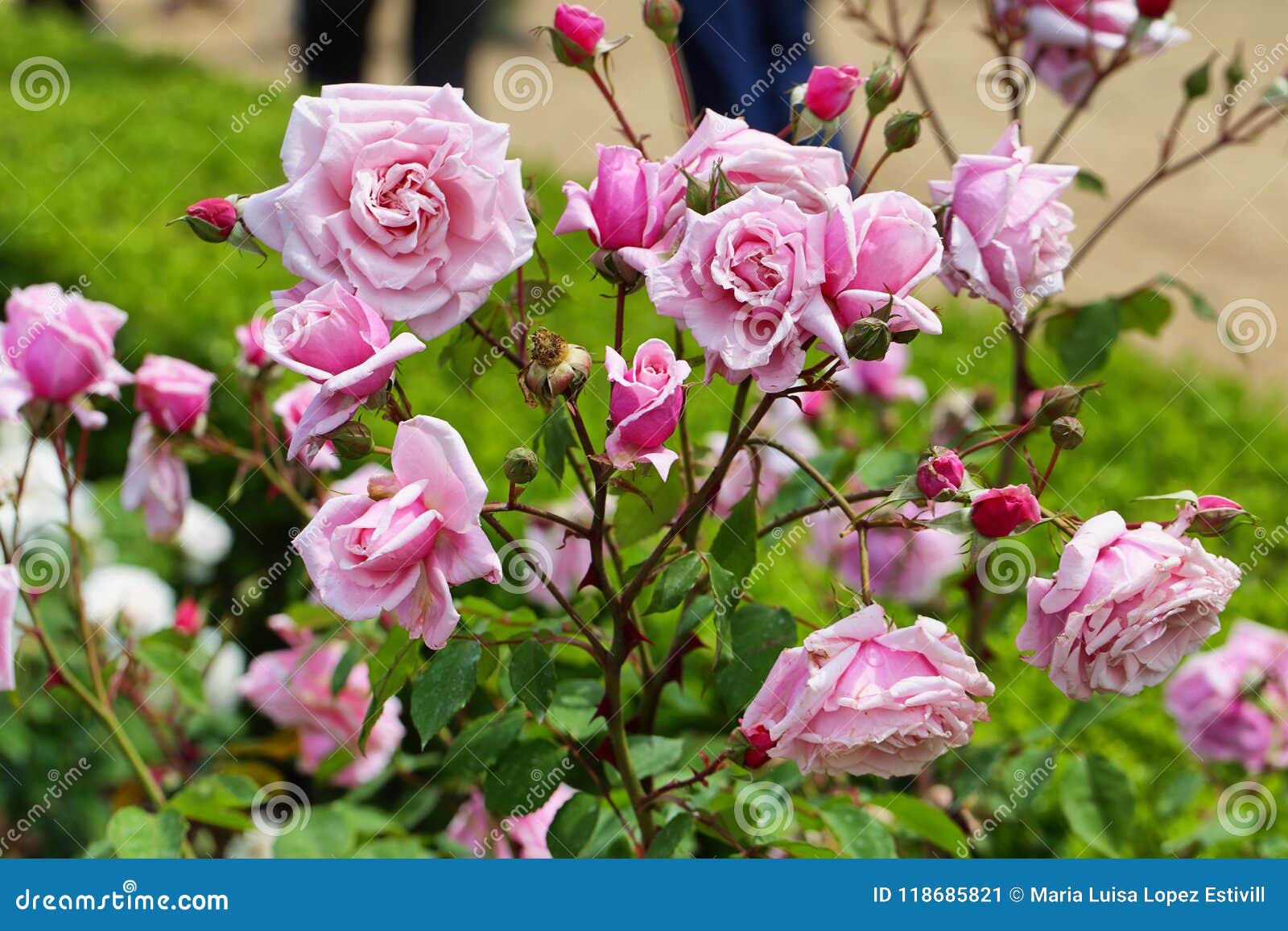 soft color roses