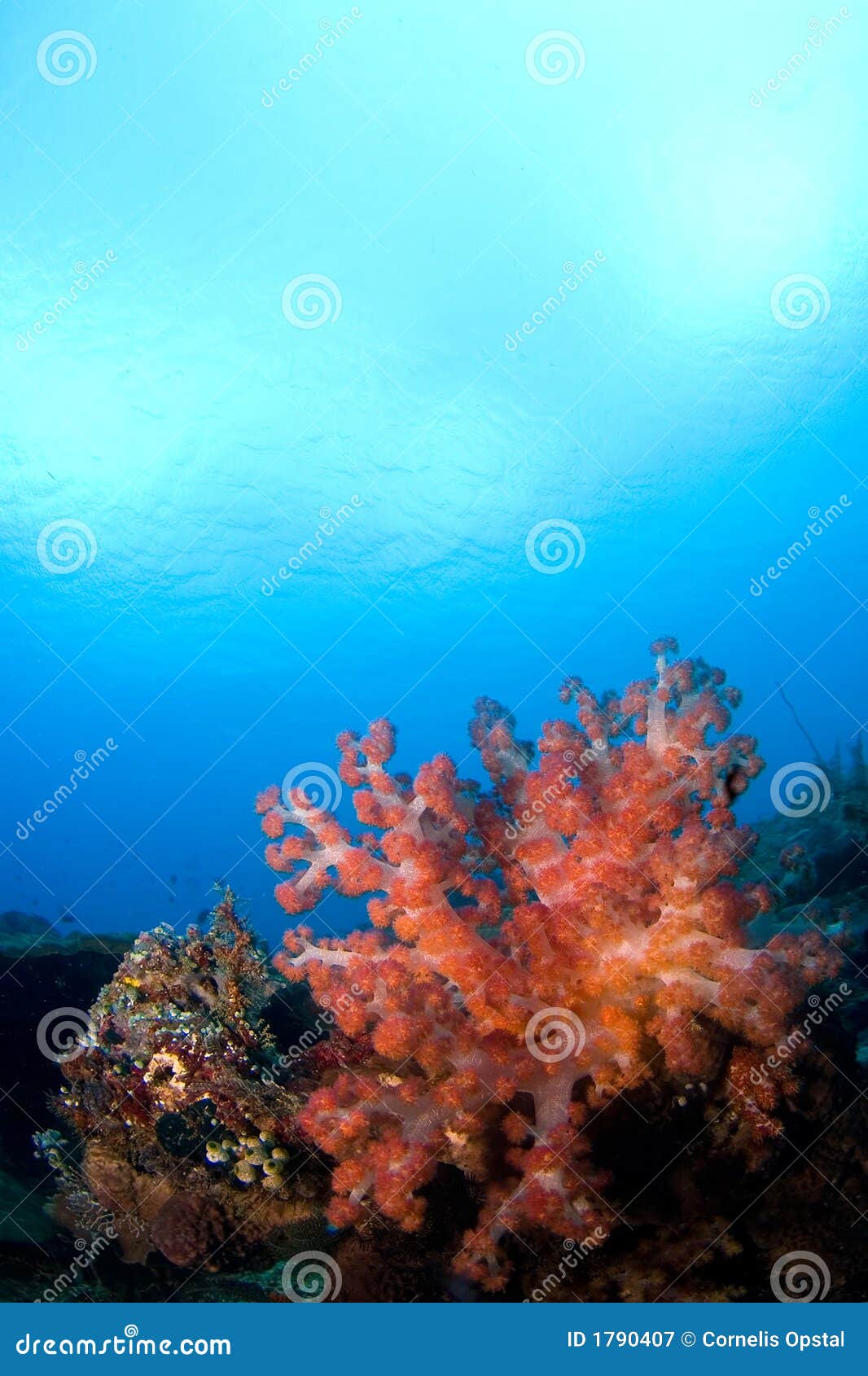 soft coral reefscape indonesia sulawesi