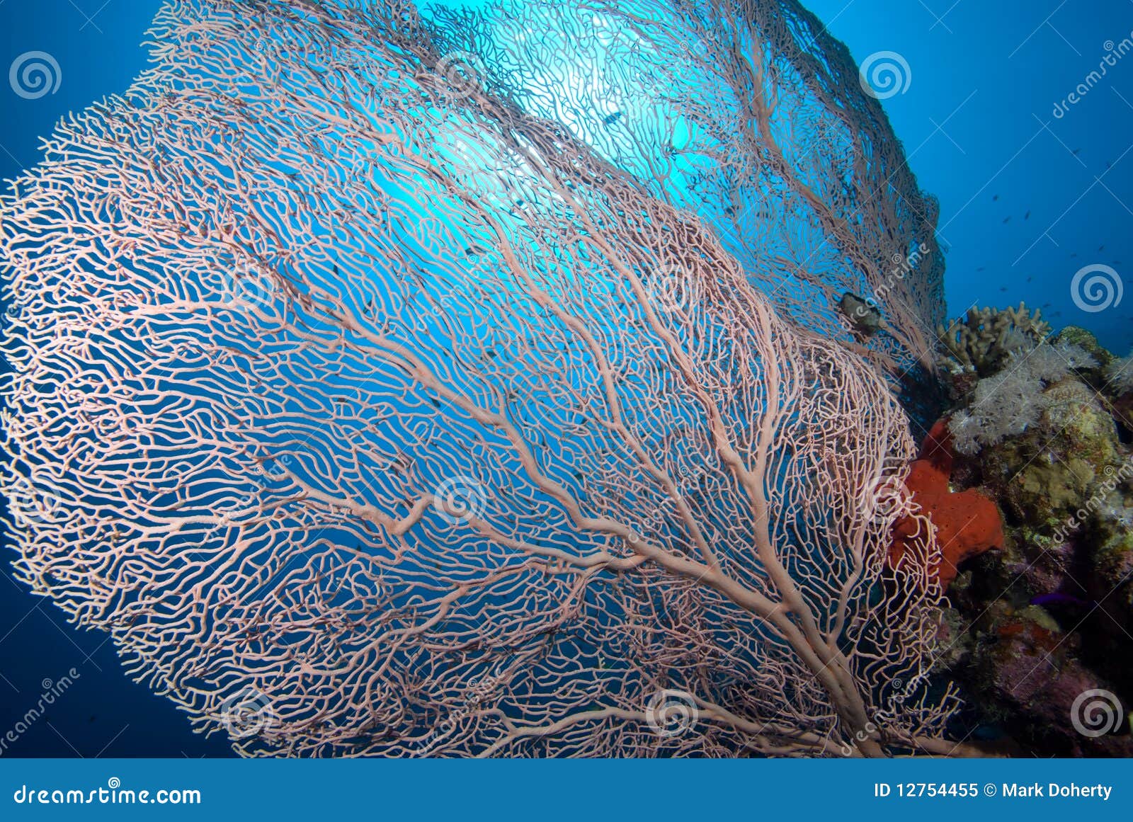 pictures of soft coral
