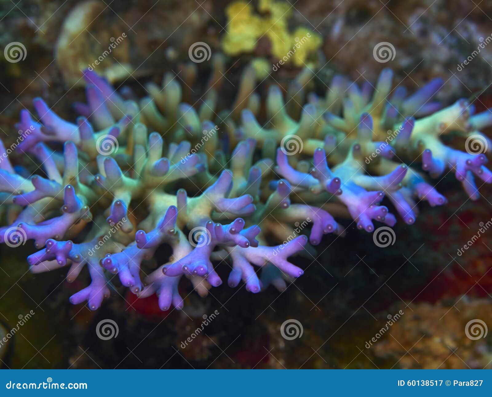 Soft coral stock image. Image of biodiversity, ecosystem - 60138517