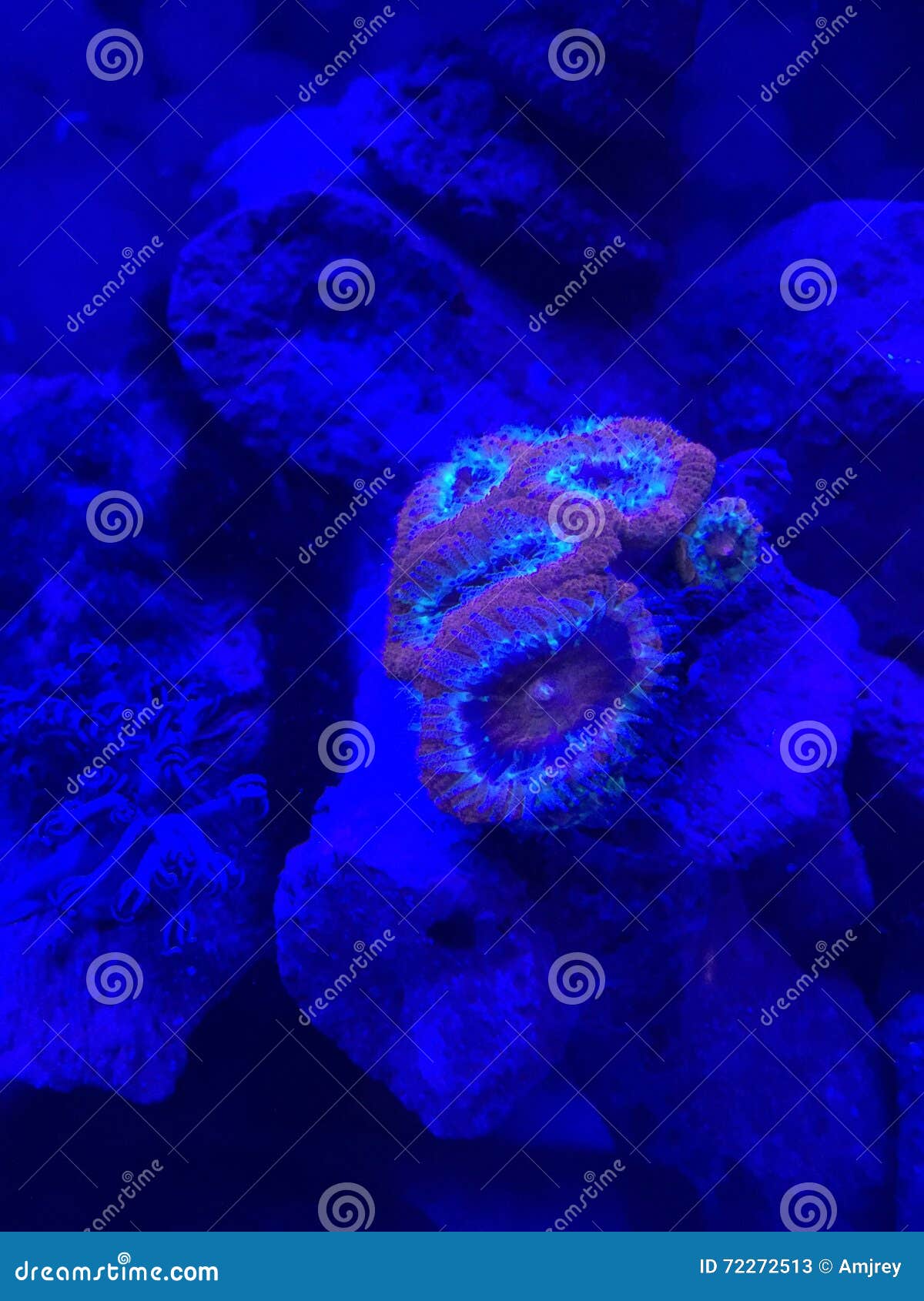 Soft coral under uv light stock image. Image of soft 72272513